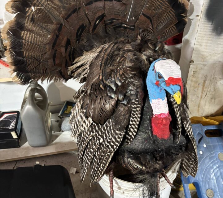 Dindon monter par moi avec plume naturel !! Fonctionne vraiment! Ça fait 10 ans que je chasse Ontario et Québec!! Très provocateur!!