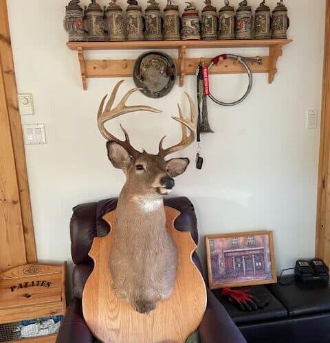 Magnifique tête de chevreuil 10 pointes