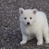 Adorable Chiot Berger Blanc Suisse D.O.N