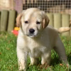 Adorable Chiot Labrador Retriever