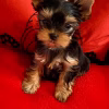 Bébé Yorkshire Terrier Femelle