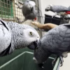 Merveilleux Jeunes Perroquets gris d’Afrique