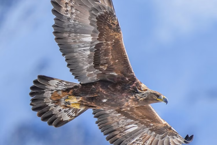 Golden Eagle