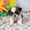 A donner Chiot shih tzu femelle
