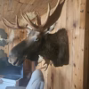 Tete d orignal empaillée super état pour chalet ou passioner de chasse