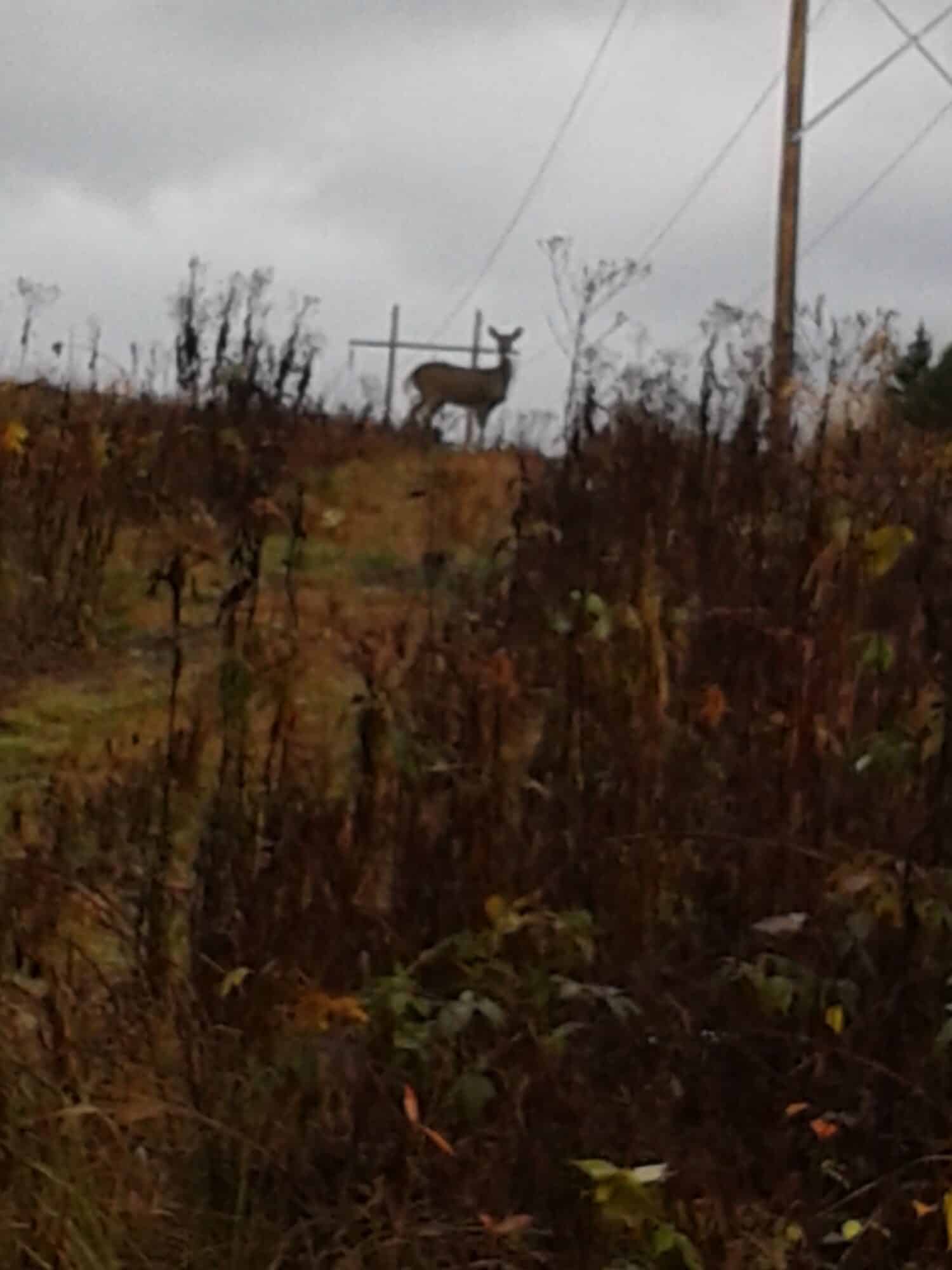 Recherche à louer terre à l’année pour chasse chevreuil et dindon