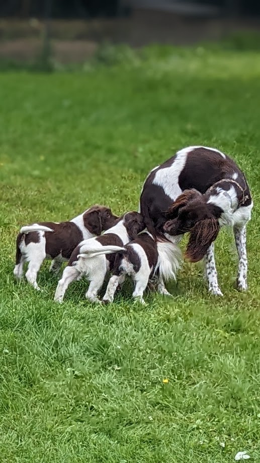 Épagneul Français chiots à vendre