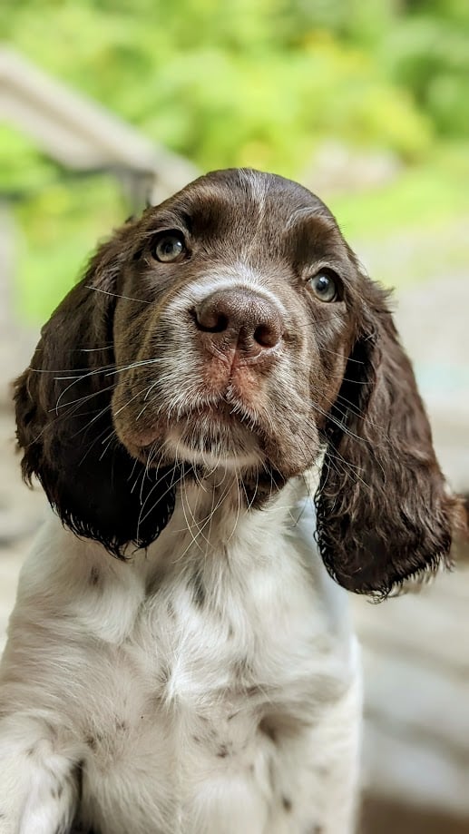 Épagneul Français chiots à vendre