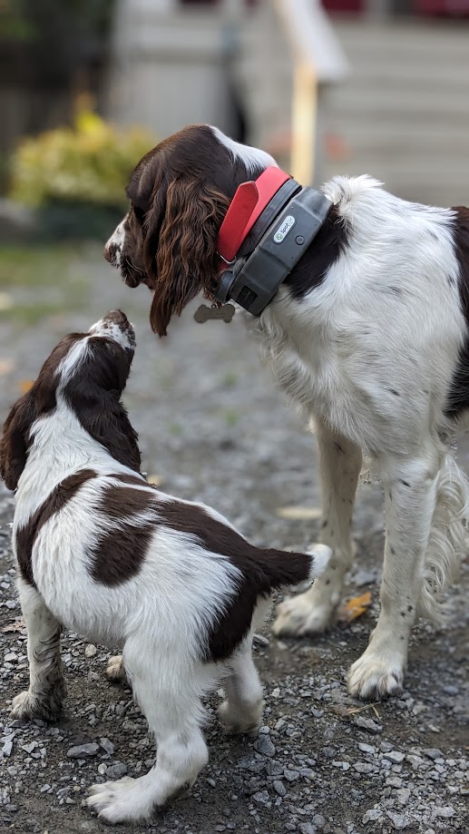 Épagneul Français chiots à vendre