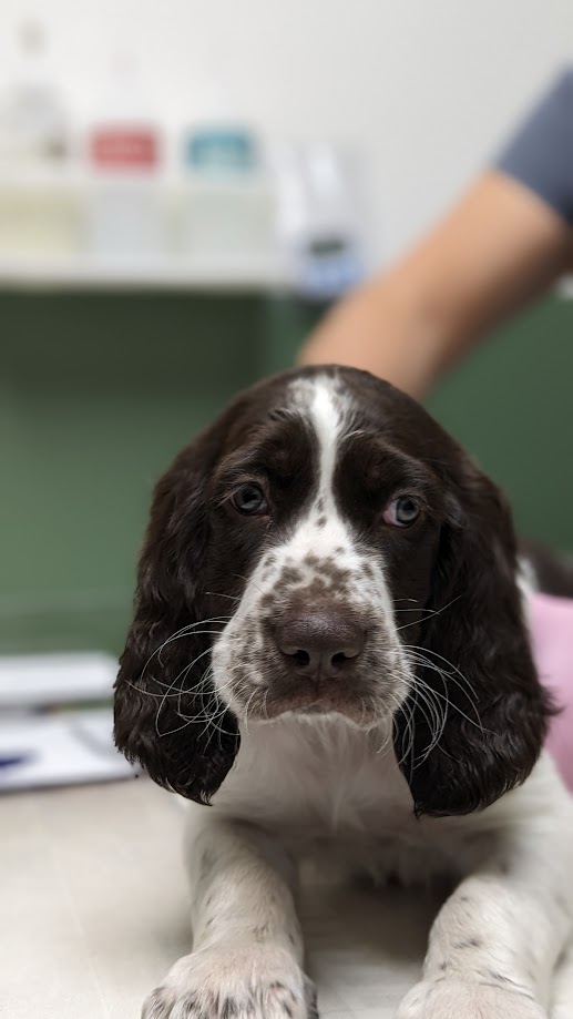 Épagneul Français chiots à vendre