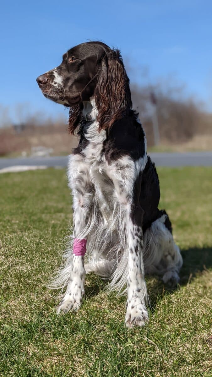 Épagneul Français chiots à vendre