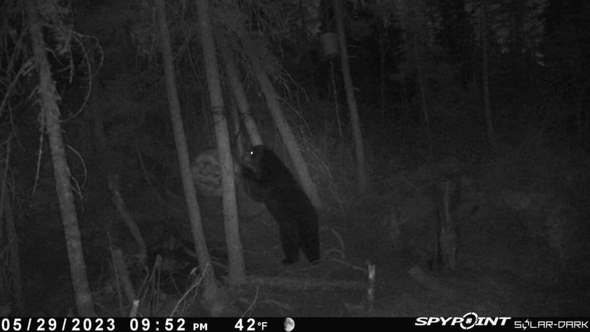 Baril à ours