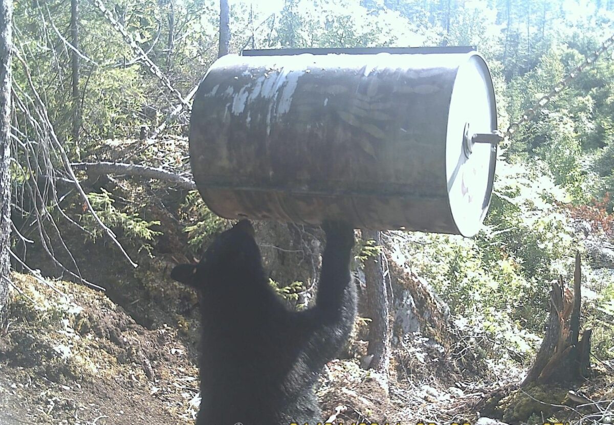 Baril à ours