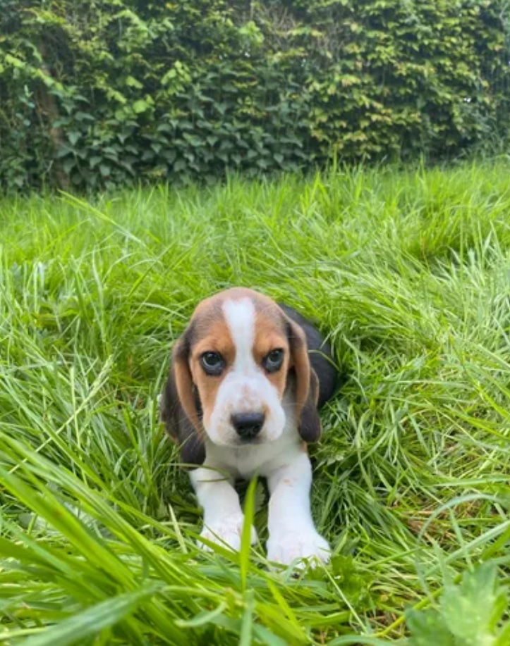 Des magnifique chiots beagle