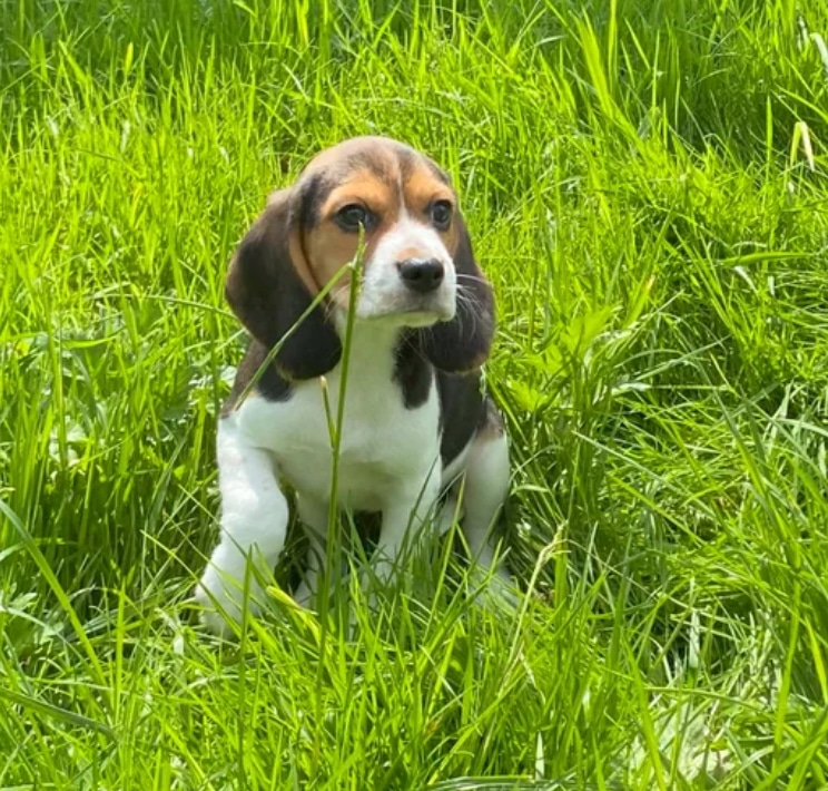 Des magnifique chiots beagle