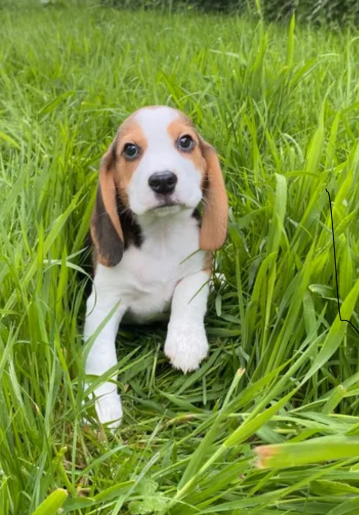 Des magnifique chiots beagle