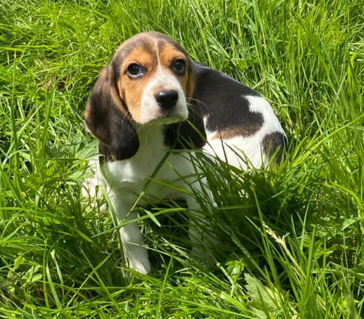 Des magnifique chiots beagle