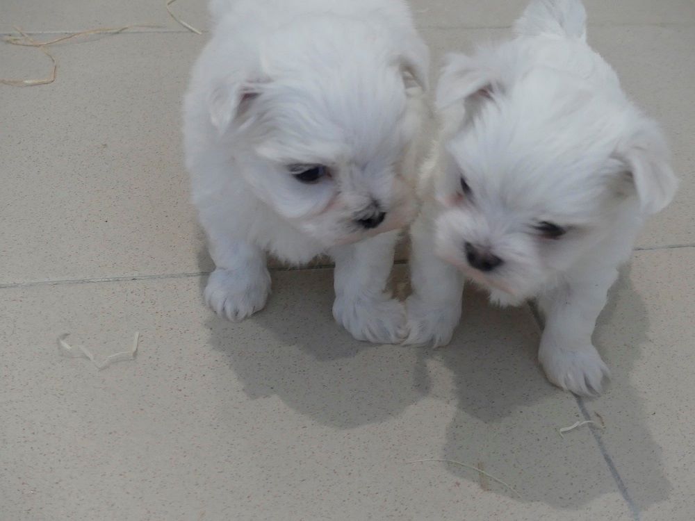 Chiot Bichon Maltais