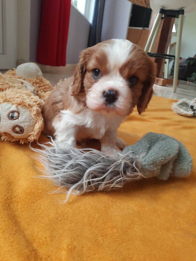 Chiot Cavalier King Charles