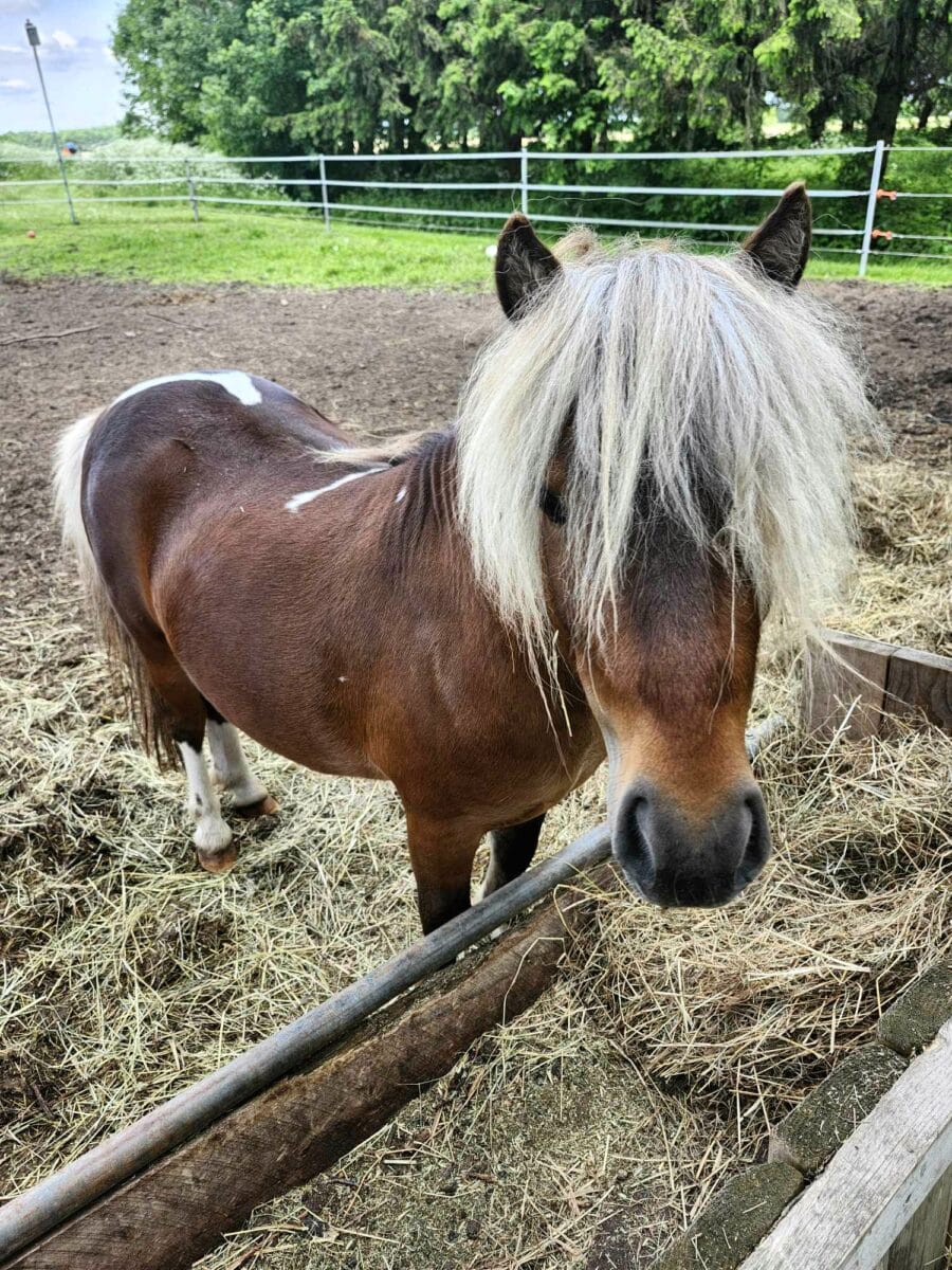 Cheval miniature mâle 36 pouces