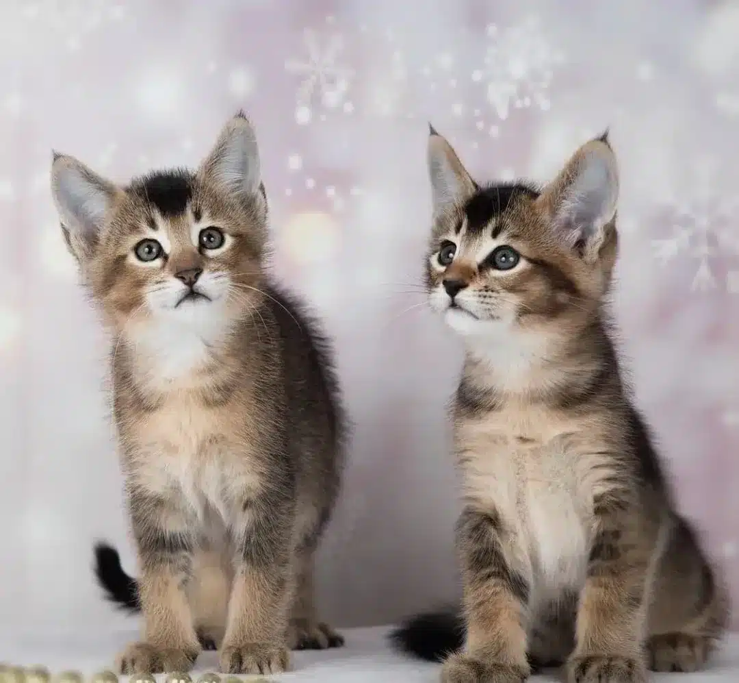 chatons savannah et caracat