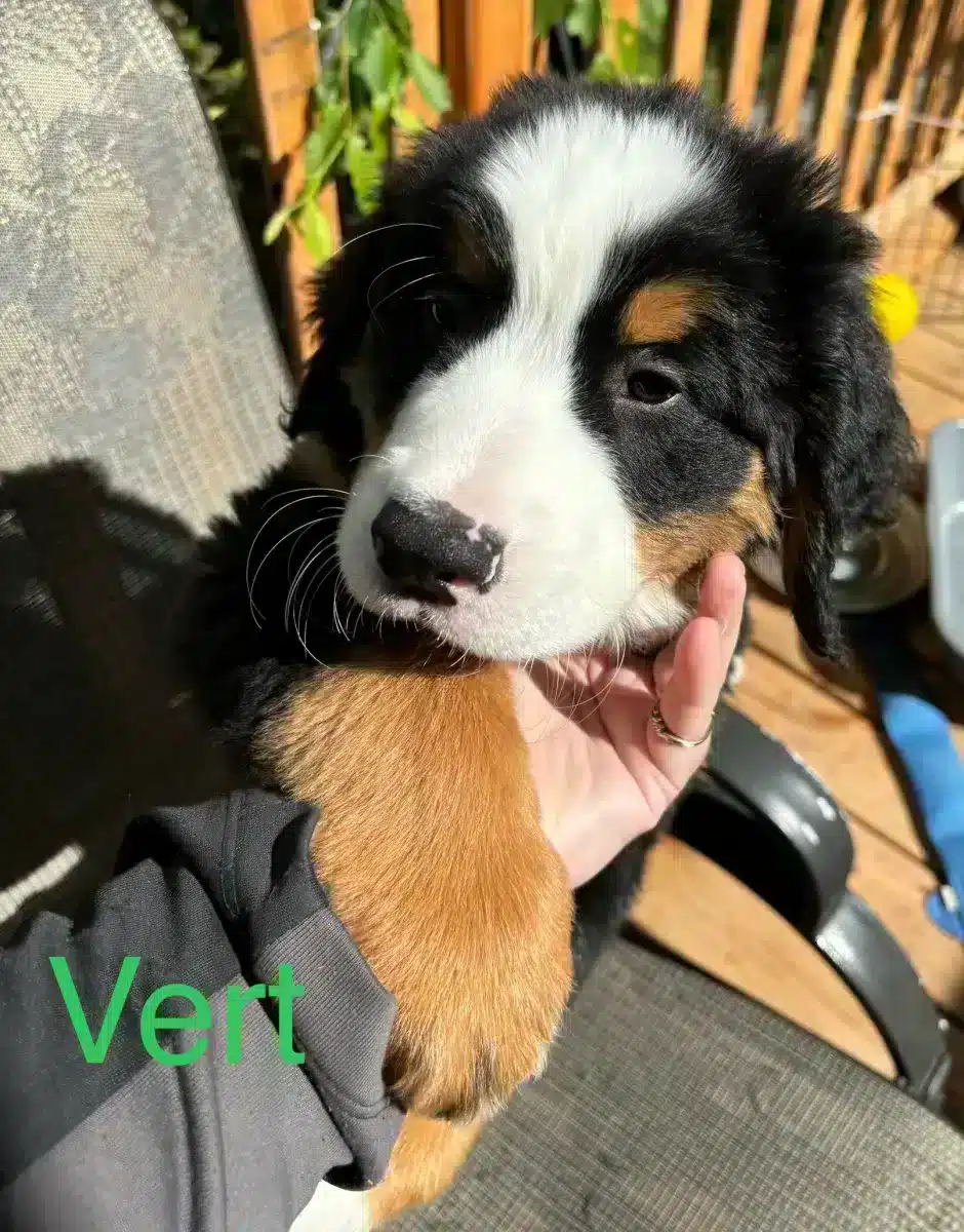 Bouvier bernois / Bernese mountain dog