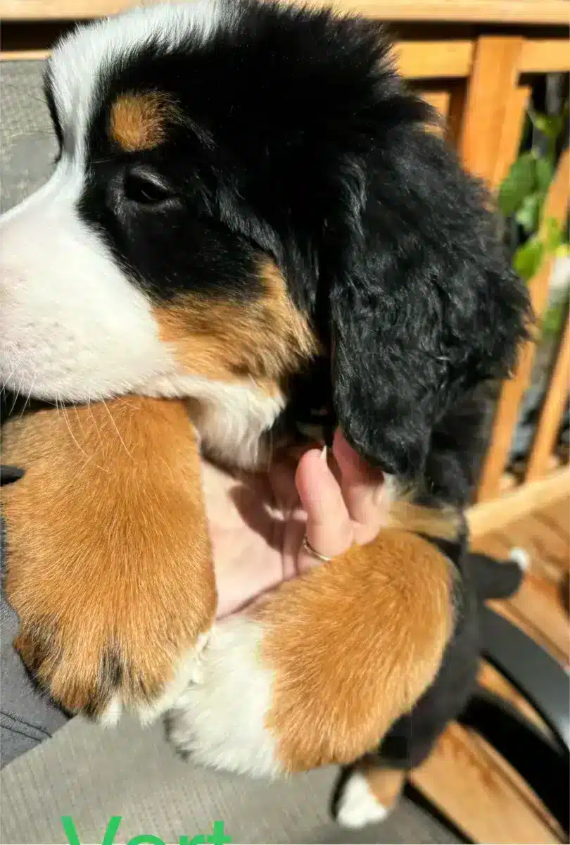 Bouvier bernois / Bernese mountain dog