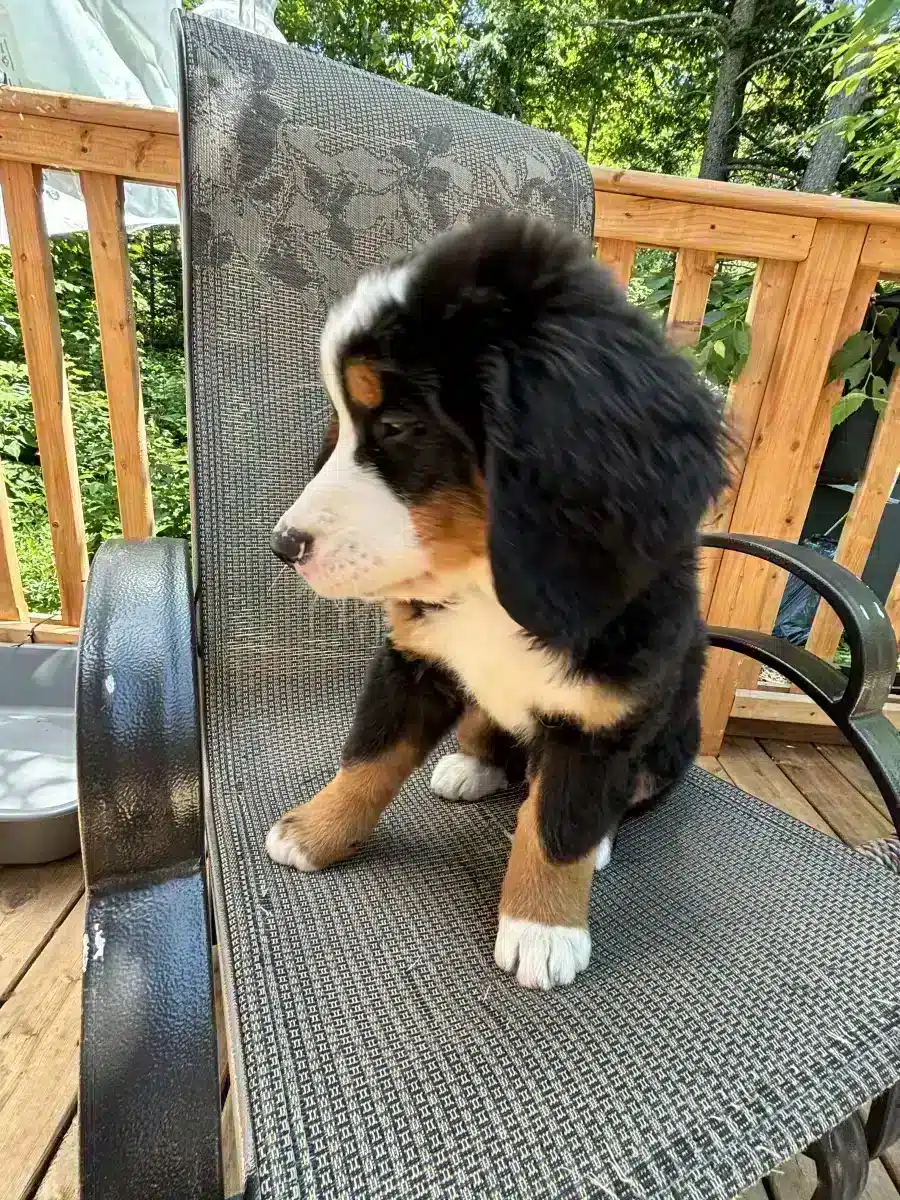 Bouvier bernois / Bernese mountain dog