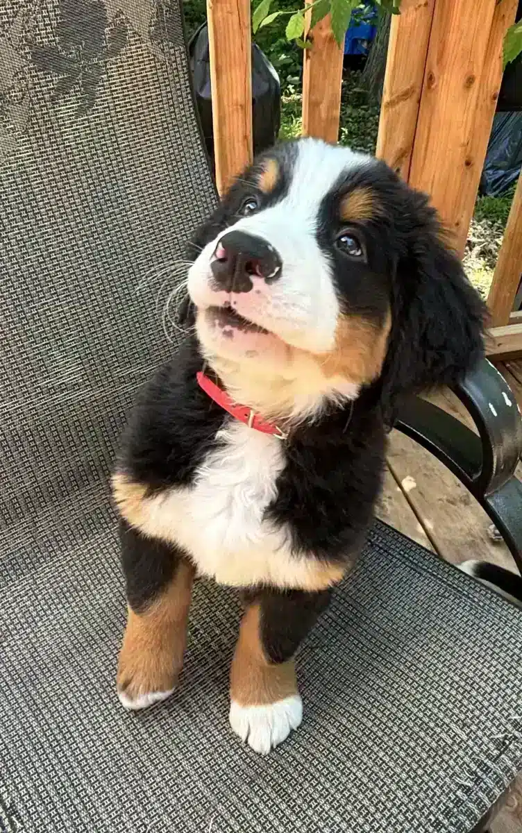 Bouvier bernois / Bernese mountain dog