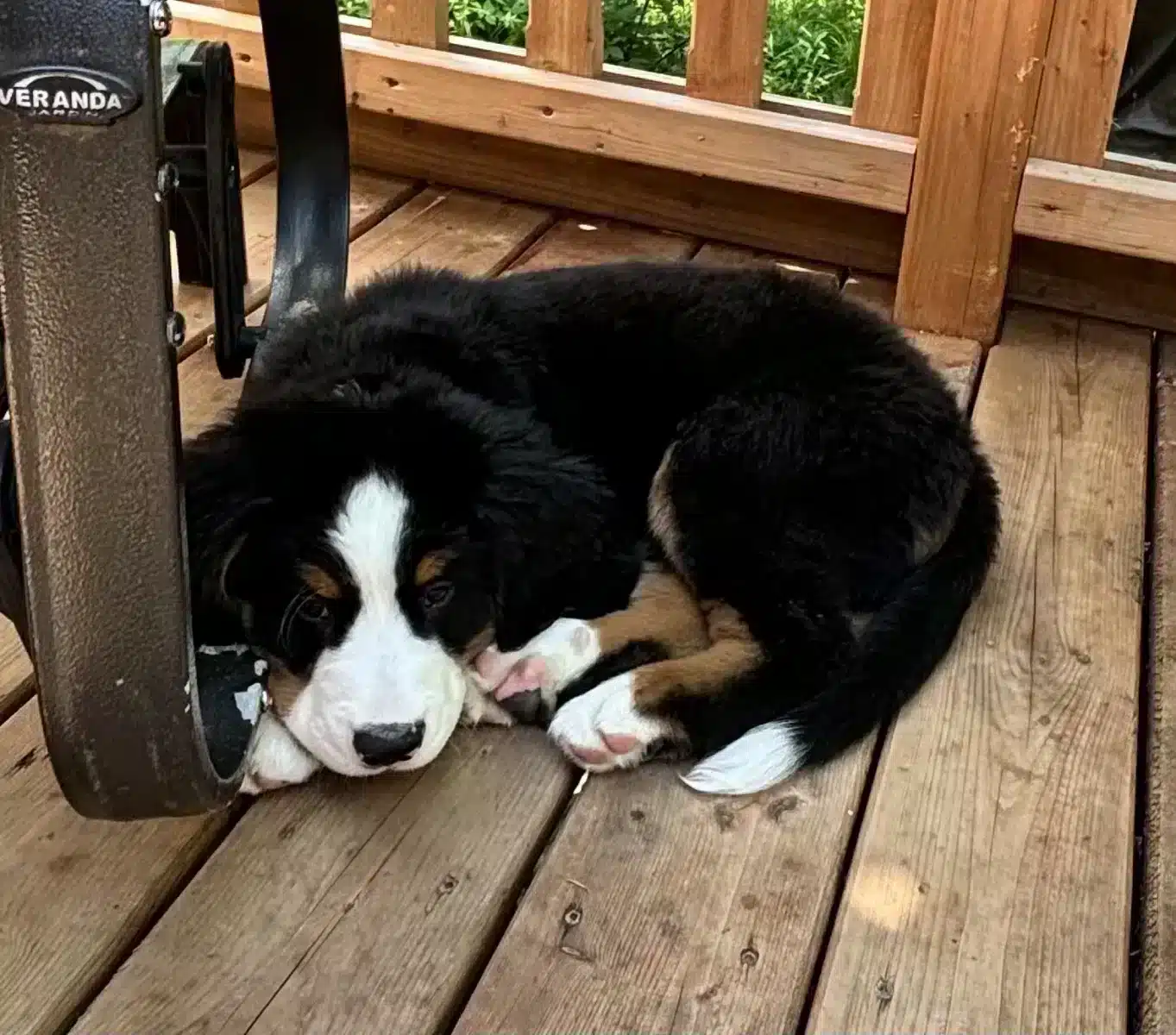 Bouvier bernois / Bernese mountain dog