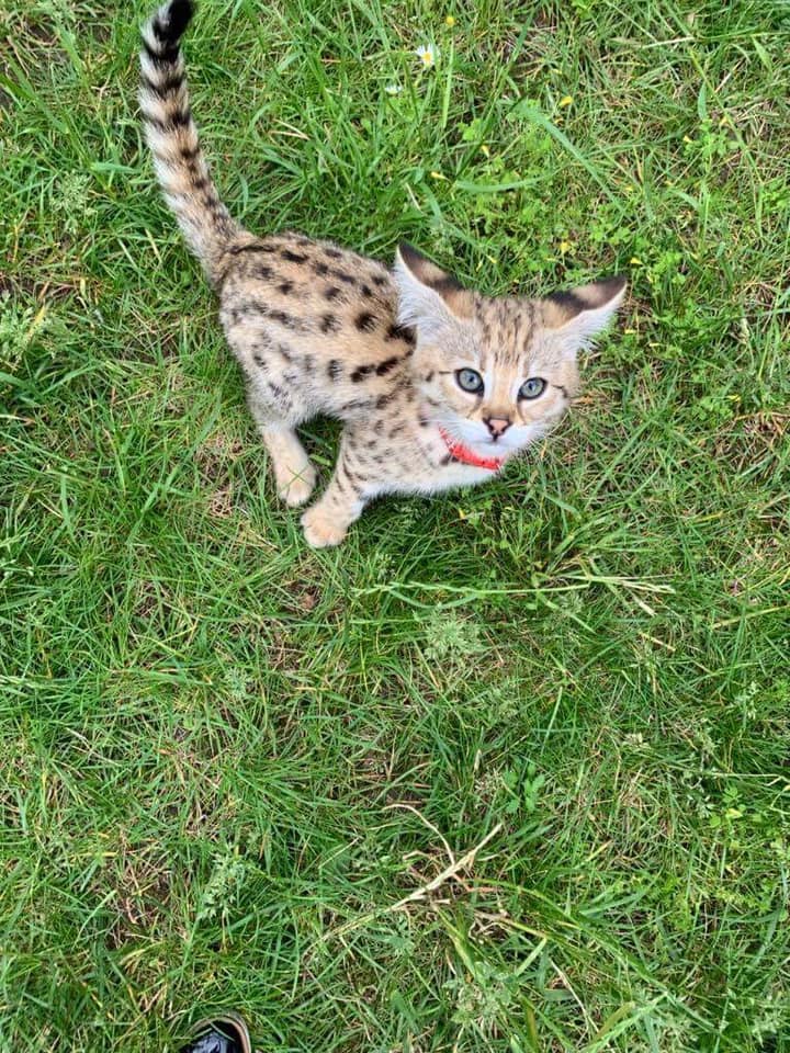 chatons savannah et caracat