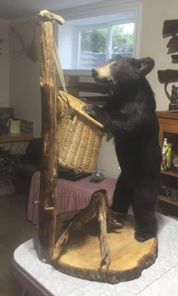 Taxidermie ourson