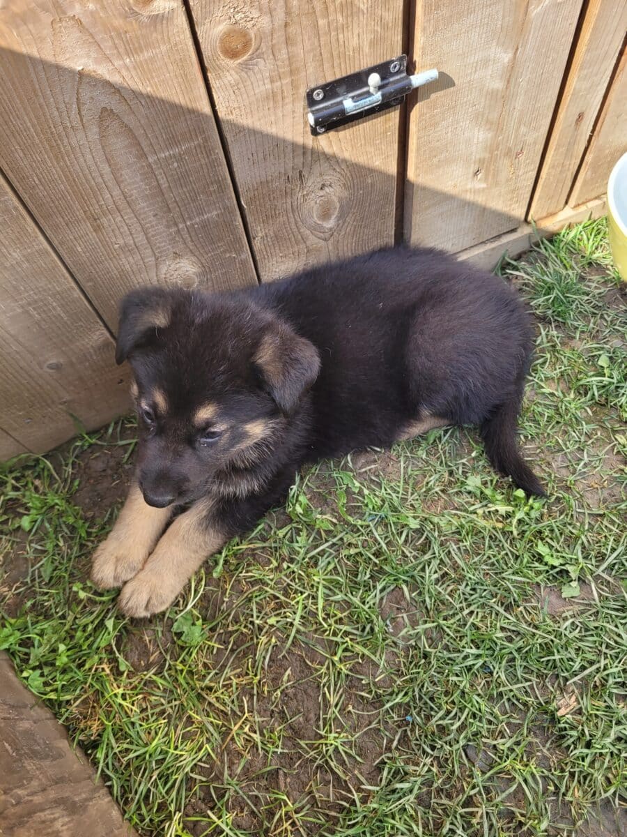 Chiots Berger Allemand pure race