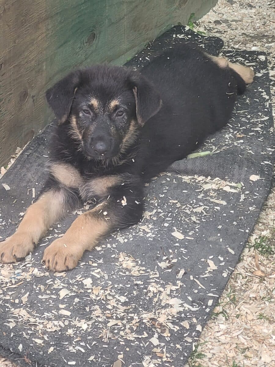 Chiots Berger Allemand pure race