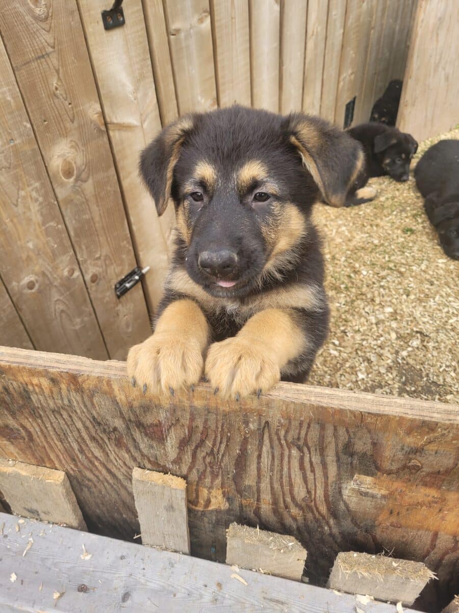 Chiots Berger Allemand pure race