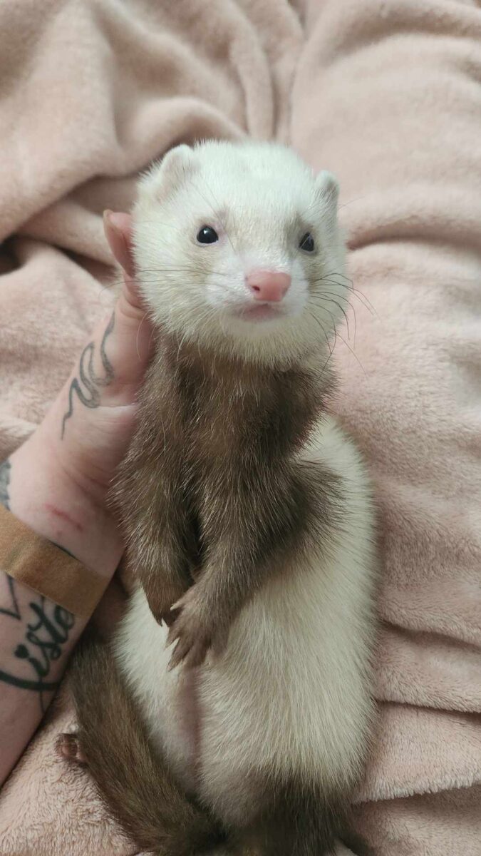 2 furet