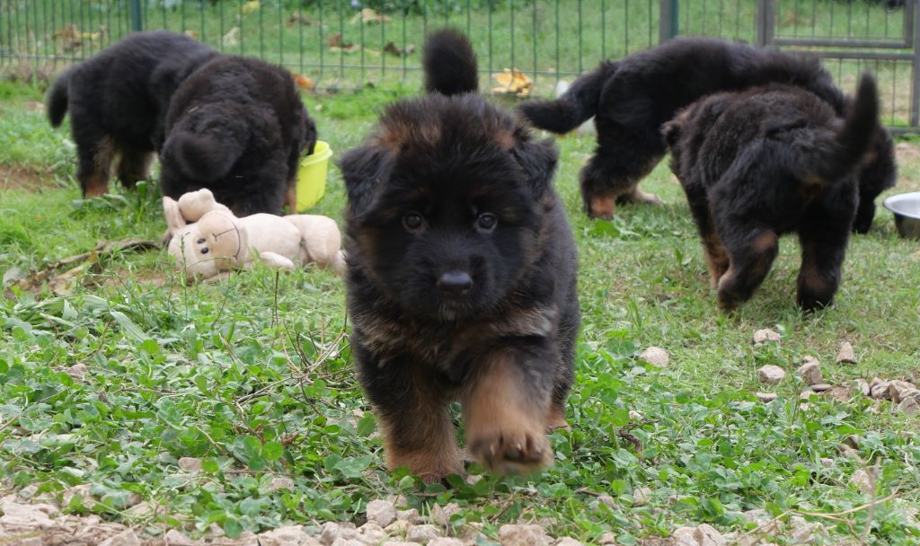 4 chiots types Berger Allemand