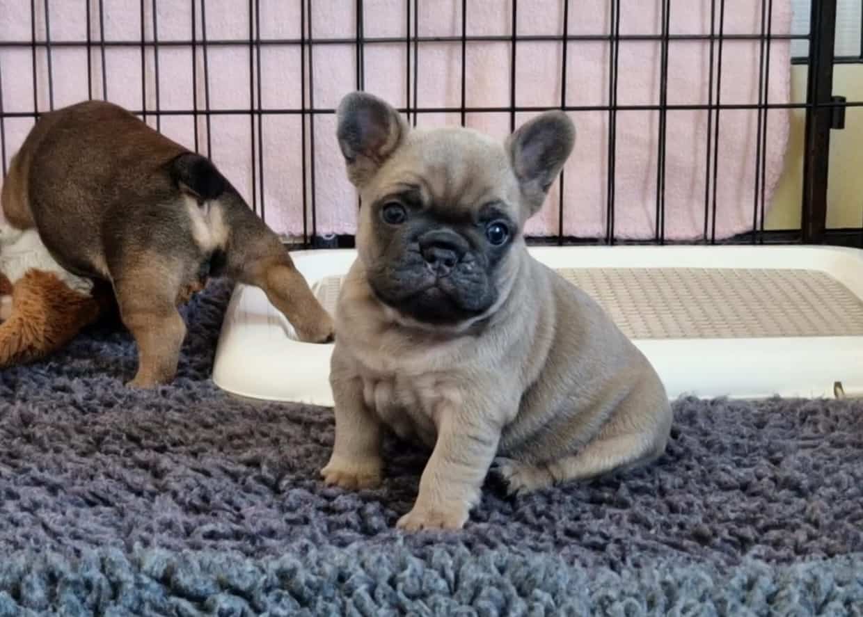 2 adorables chiots boul propres sevrés