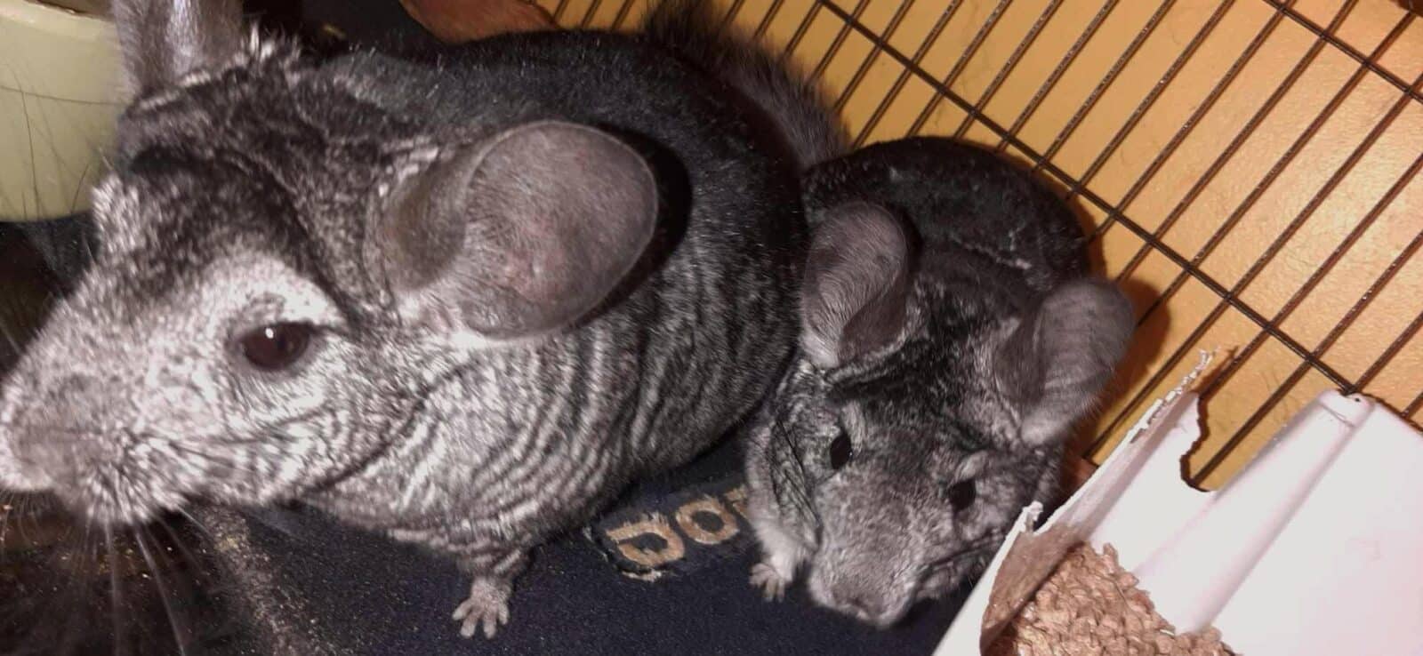 Adorables petits CHINCHILLA mâles et femelles prê pour l’adoption