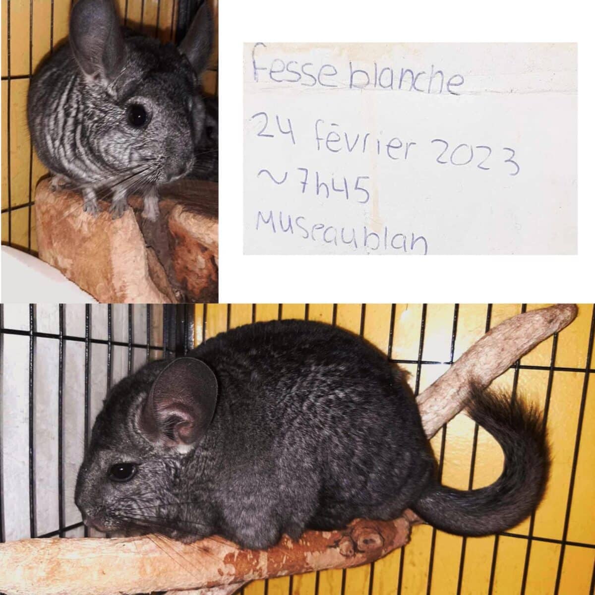 Adorables petits CHINCHILLA mâles et femelles prê pour l’adoption