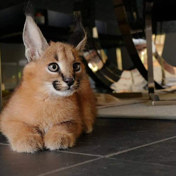 Savannah chatons Caracal enregistrés