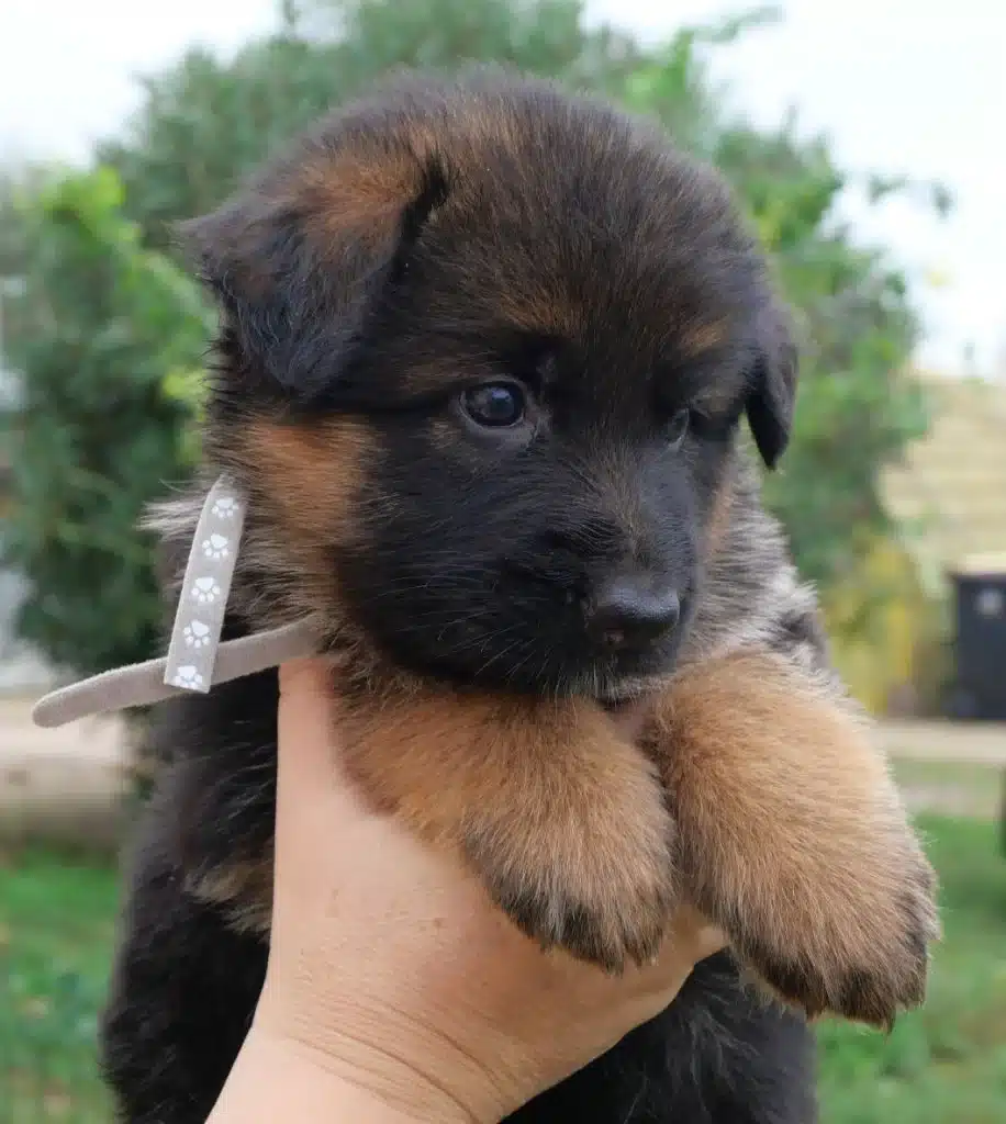 4 chiots types Berger Allemand