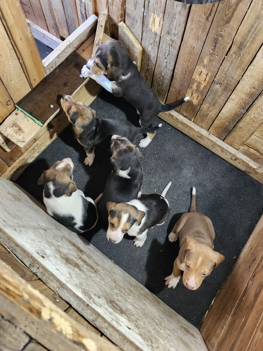 Chiots de chasse a vendre la race trig/foxund née le 8 oct