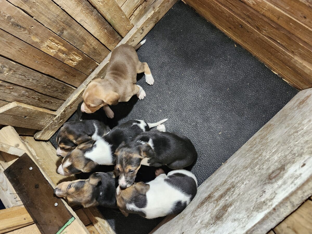 Chiots de chasse a vendre la race trig/foxund née le 8 oct