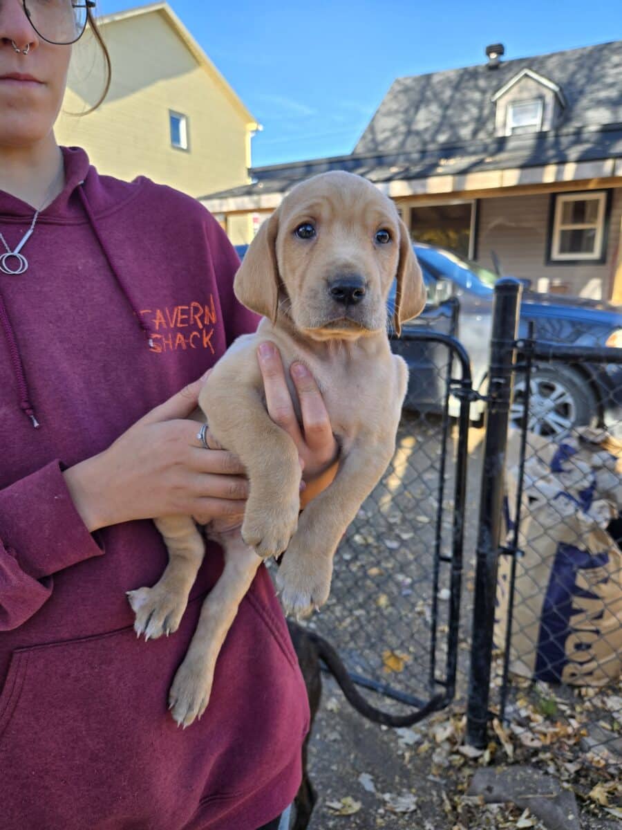 Plott hound