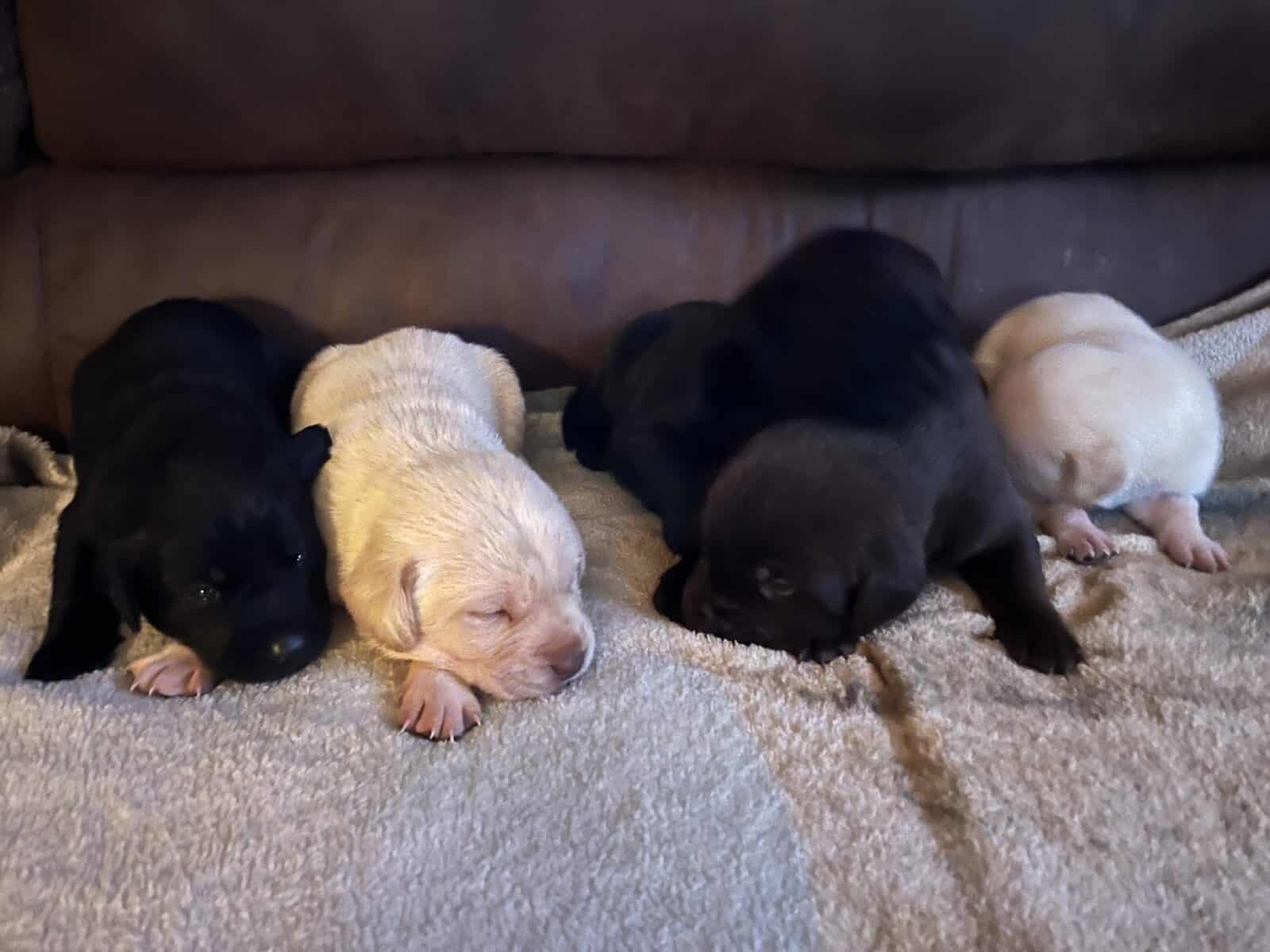 Chiots Labrador retreiver