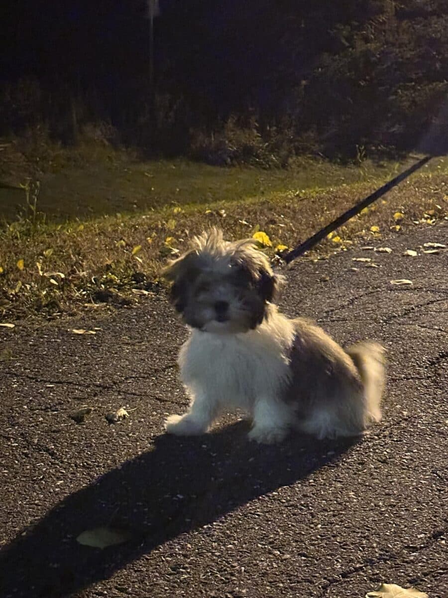 Chien Shihtzu croisé Bichon Maltais