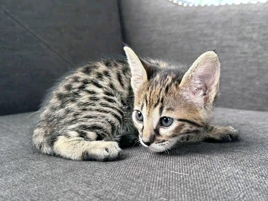 Magnifiques chatons bengal