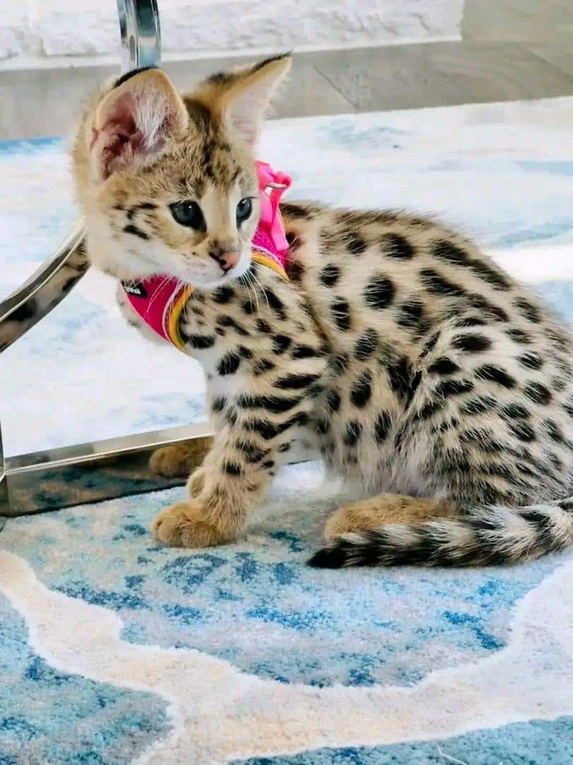 Magnifiques chatons bengal