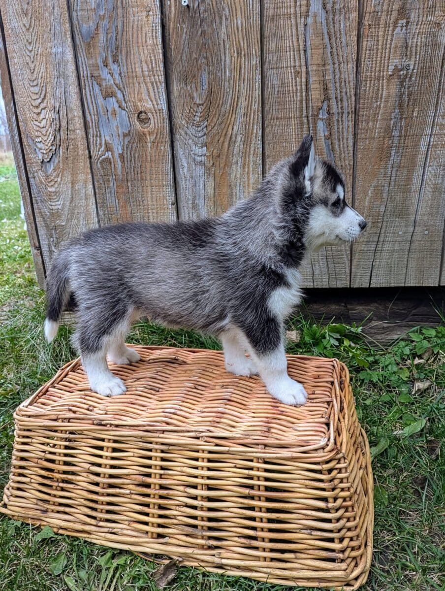 Husky Sibérien pour Noël